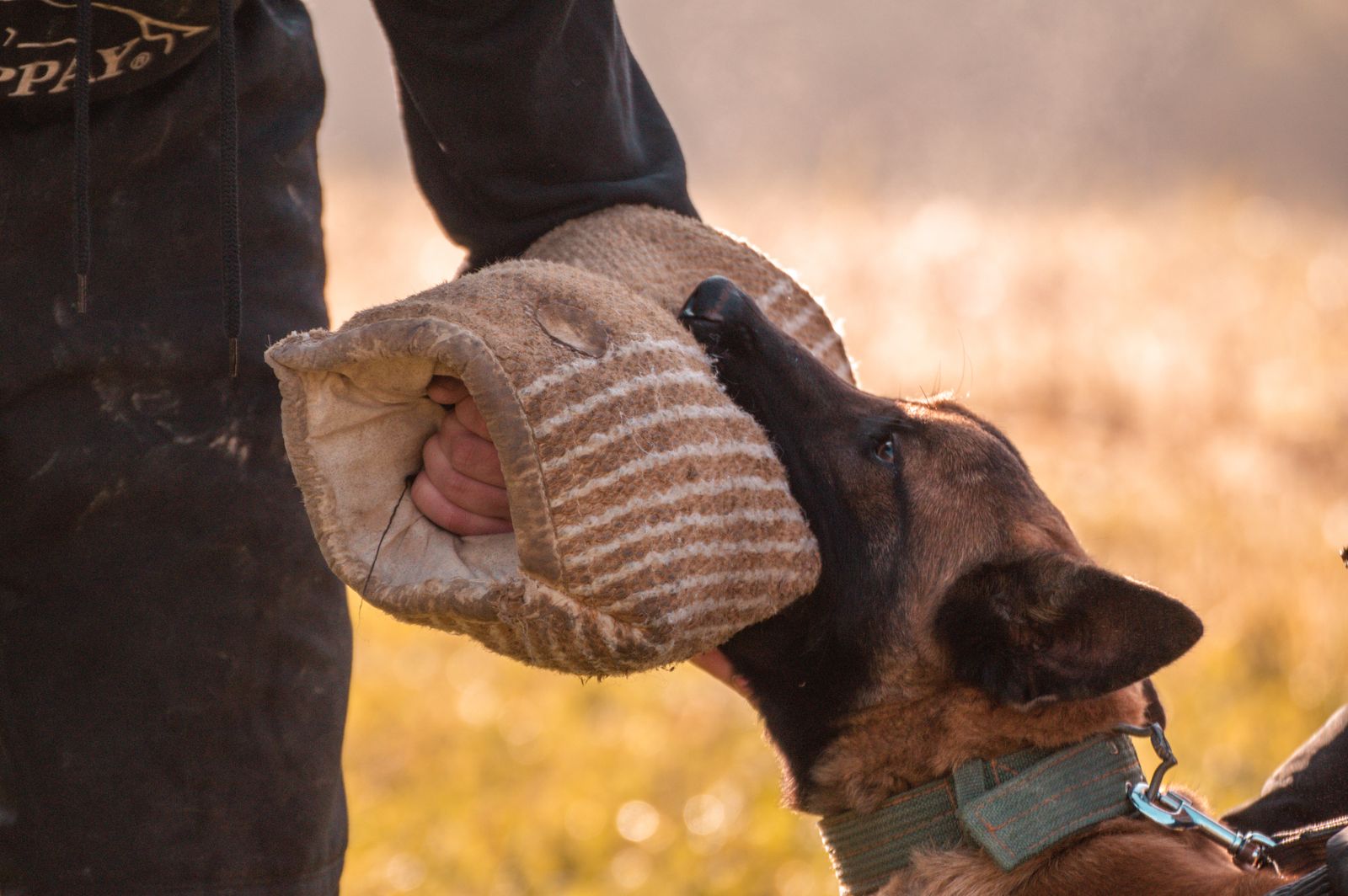 Belgian Malinois bite-sleeve protection training with handler